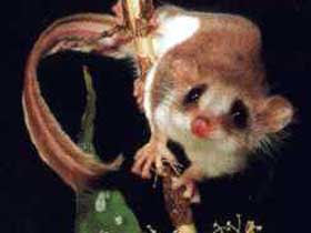 Carrowong Fauna Sanctuary - Lightning Ridge Tourism 0