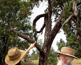 Charleville - Outback Native Timber Walk - Lightning Ridge Tourism 0