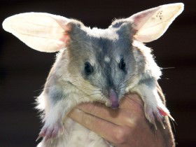 Charleville - Bilby Experience - Lightning Ridge Tourism 0
