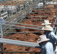Dalrymple Sales Yards - Cattle Sales - Lightning Ridge Tourism