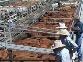 Dalrymple Sales Yards - Cattle Sales - Lightning Ridge Tourism 0