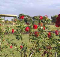 Elizabeth Park Rose Gardens - Lightning Ridge Tourism