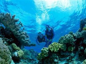 Coral Gardens Dive Site - Lightning Ridge Tourism 0