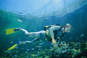 Manta Ray Bommie Dive Site - Lightning Ridge Tourism 0