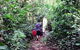 Malanda Falls Rainforest Walk, Malanda Falls Conservation Park - thumb 0