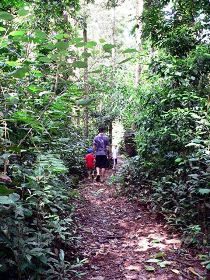 Malanda Falls Rainforest Walk, Malanda Falls Conservation Park - Lightning Ridge Tourism 0