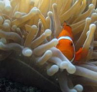 Flat Rock Dive Site - Lightning Ridge Tourism