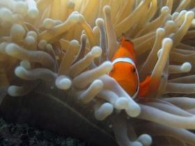 Flat Rock Dive Site - Lightning Ridge Tourism 0