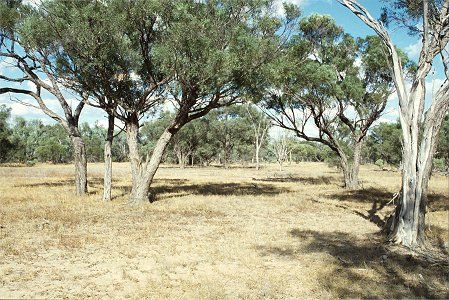 Forest Den National Park - Lightning Ridge Tourism 0