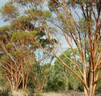 Myall Park Botanic Garden - Lightning Ridge Tourism