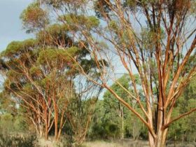 Myall Park Botanic Garden - Lightning Ridge Tourism 0