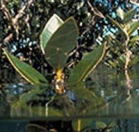 Jawbone Marine Sanctuary - Lightning Ridge Tourism