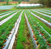 Kookaberry Strawberry Farm - Lightning Ridge Tourism