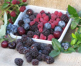 Bright Berry Farms - Lightning Ridge Tourism 0