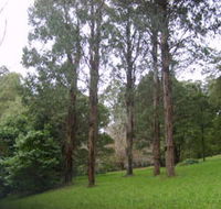 Mount Dandenong Arboretum - Lightning Ridge Tourism