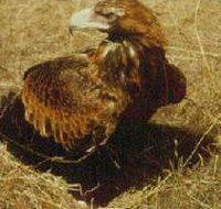 Long Forest Nature Conservation Reserve - Lightning Ridge Tourism