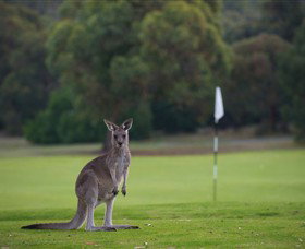 Anglesea Golf Club - Lightning Ridge Tourism 0