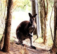 Great Ocean Road Wildlife Park - Lightning Ridge Tourism