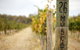 Stanton And Killeen Wines - thumb 0