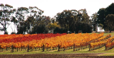 Stanton And Killeen Wines - Lightning Ridge Tourism 2