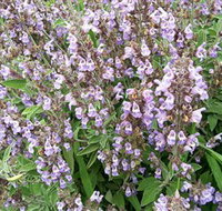 Otway Herbs - Lightning Ridge Tourism