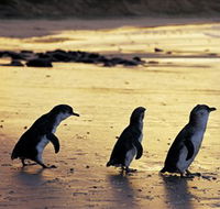 Phillip Island Nature Park - Lightning Ridge Tourism