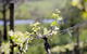 Coldstream Hills - thumb 0