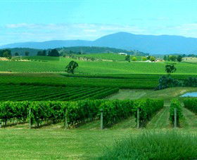 Acacia Ridge Vineyard - Lightning Ridge Tourism 0