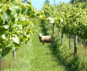 Passing Clouds - Lightning Ridge Tourism 0