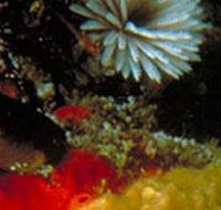 Point Cooke Marine Sanctuary - Lightning Ridge Tourism