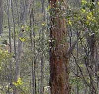 Heathcote-Graytown National Park - Lightning Ridge Tourism