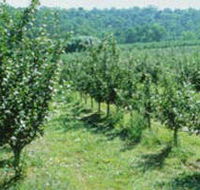 Pettys Orchard - Lightning Ridge Tourism