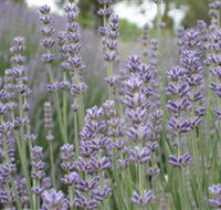 Warratina Lavender Farm - Lightning Ridge Tourism