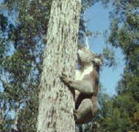 Creswick Regional Park - Lightning Ridge Tourism
