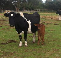 Animal Land Children's Farm - Lightning Ridge Tourism