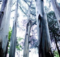 Dandenong Ranges National Park - Lightning Ridge Tourism