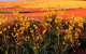 Royal Botanic Gardens Victoria Cranbourne - thumb 0