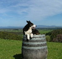 Windy Ridge Vineyard and Winery - Lightning Ridge Tourism