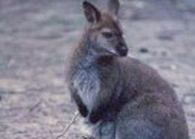 Churchill National Park - Lightning Ridge Tourism 0