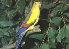 Little Desert VIC Lightning Ridge Tourism