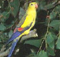 Lake Hindmarsh Reserve - Lightning Ridge Tourism