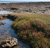 Ricketts Point Marine Sanctuary - Lightning Ridge Tourism
