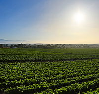 GREENSTONE VINEYARDS - Lightning Ridge Tourism
