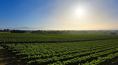 GREENSTONE VINEYARDS - Lightning Ridge Tourism 0