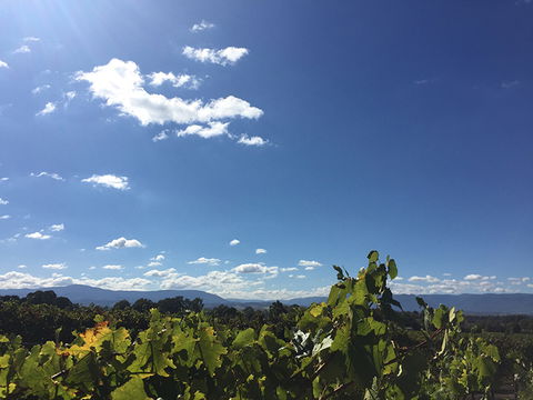 GREENSTONE VINEYARDS - Lightning Ridge Tourism 5