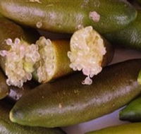 Sandy Creek Olives and Finger Limes - Lightning Ridge Tourism