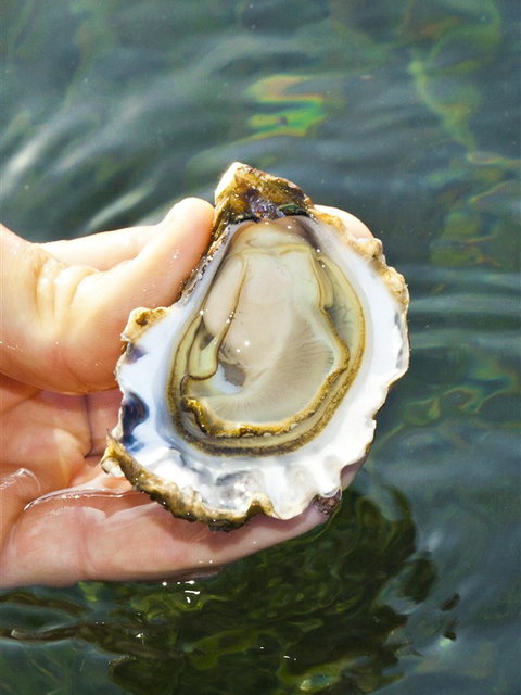 The Oyster Pot - Lightning Ridge Tourism 0