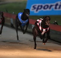 Dapto Dogs - Lightning Ridge Tourism