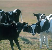 Bodalla Dairy Cheese Factory - Lightning Ridge Tourism