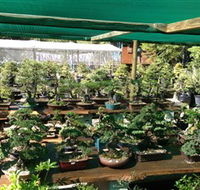 Bonsai at the Bay - Lightning Ridge Tourism